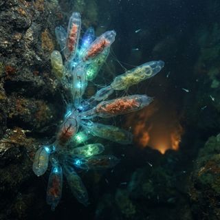 Siphonobrina halocryo