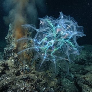 Cryolithofractura symbiotica